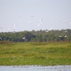 _800Mt Borradaile - Cooper Creek_5658_m_Egrets